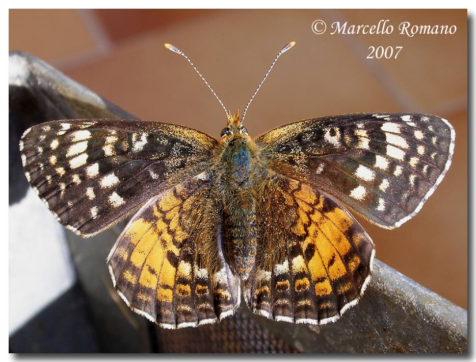 Bruco, crisalide e adulti di Melitaea aetherie (Nymphalidae)